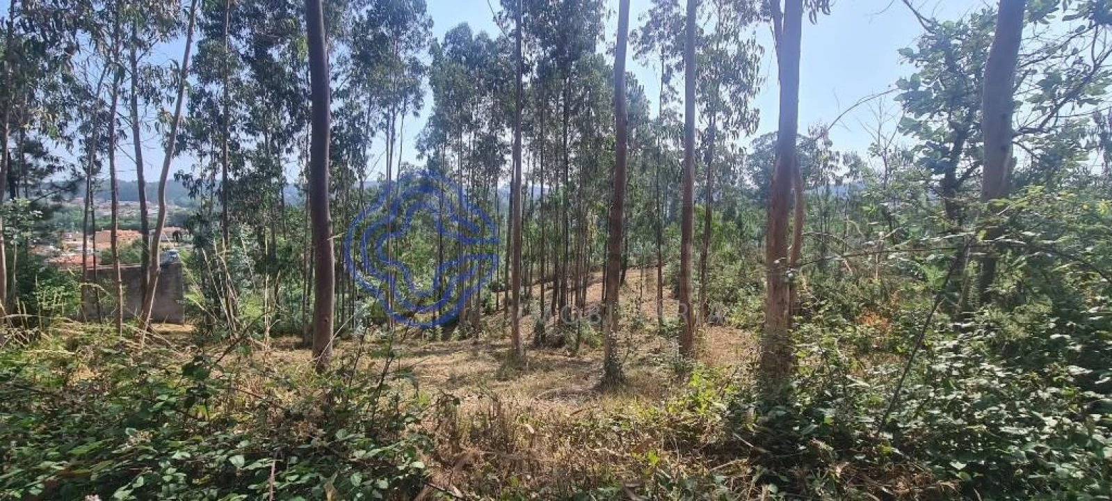 Terreno para Venda em Caldas de São Jorge e Pigeiros Foto 22