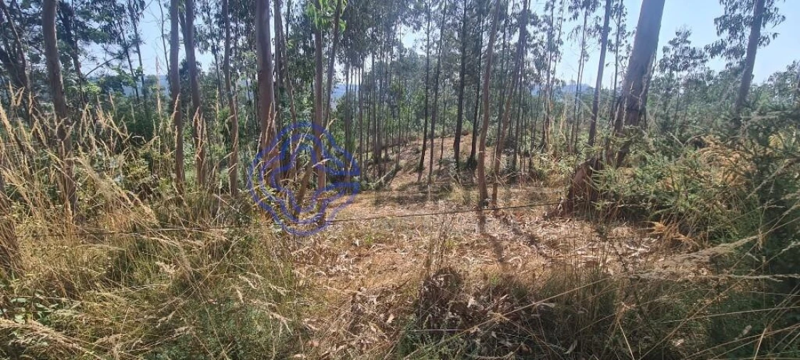 Terreno para Venda em Caldas de São Jorge e Pigeiros Foto 24