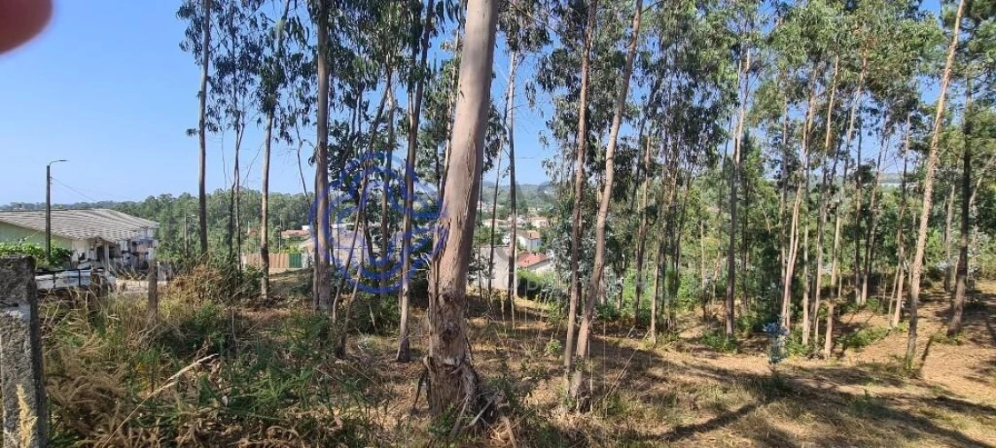 Terreno para Venda em Caldas de São Jorge e Pigeiros Foto 9