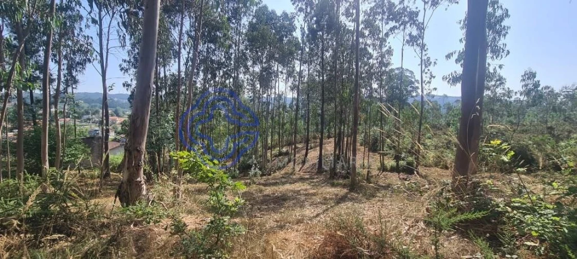 Terreno para Venda em Caldas de São Jorge e Pigeiros Foto 23