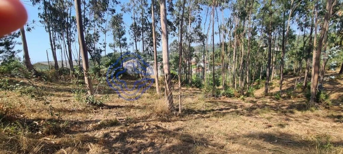 Terreno para Venda em Caldas de São Jorge e Pigeiros Foto 12