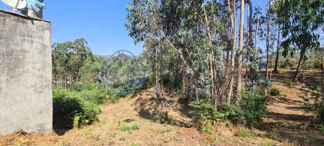 Terreno para Venda em Caldas de São Jorge e Pigeiros Foto 15