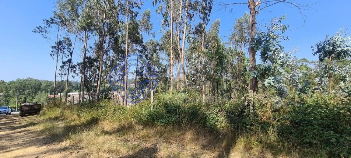 Terreno para Venda em Caldas de São Jorge e Pigeiros Foto 11