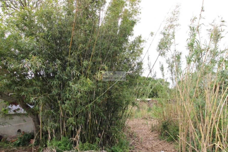 Terreno para Venda em Odiaxere Foto 10