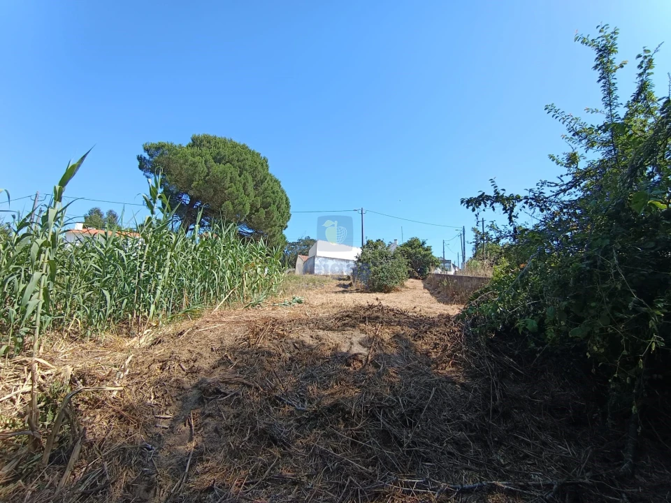 Terreno para Venda em Tornada e Salir do Porto Foto 2
