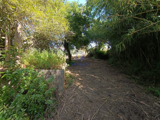 Terreno para Venda em Tornada e Salir do Porto Foto 6