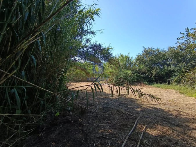 Terreno para Venda em Tornada e Salir do Porto Foto 7