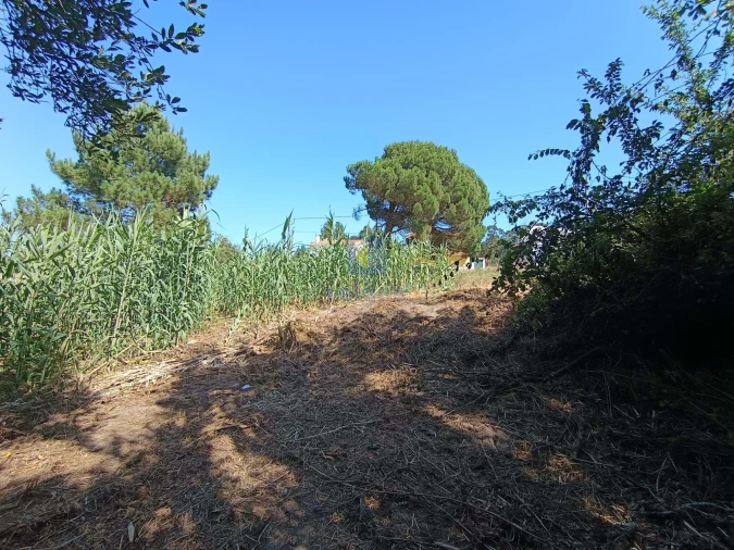 Terreno para Venda em Tornada e Salir do Porto Foto 3