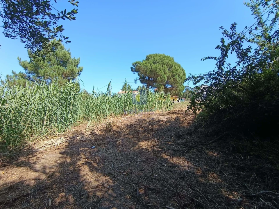 Terreno para Venda em Tornada e Salir do Porto Foto 3