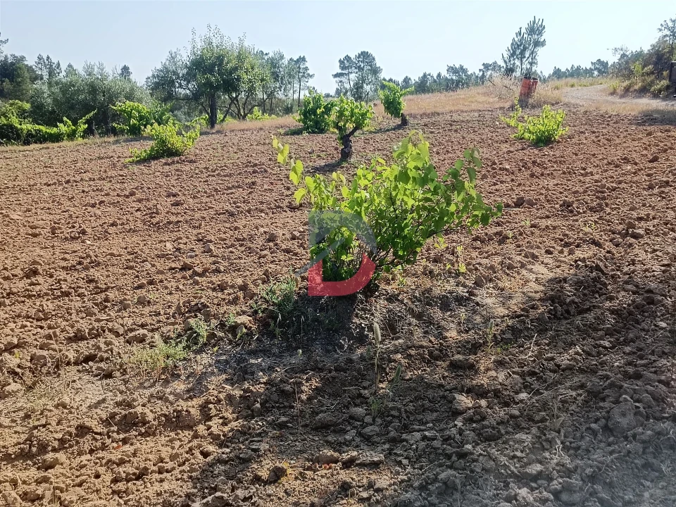 Terreno Agricola ou Rústico para Venda em Sarzedas Foto 3