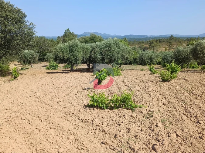 Terreno Agricola ou Rústico para Venda em Sarzedas Foto 1
