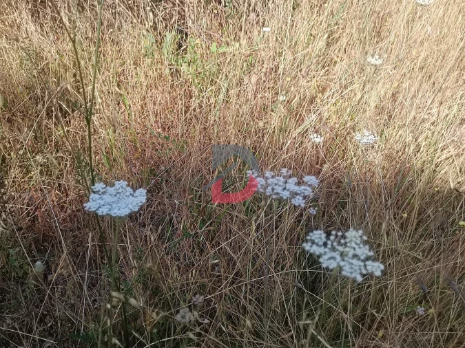 Terreno Agricola ou Rústico para Venda em Sarzedas Foto 6