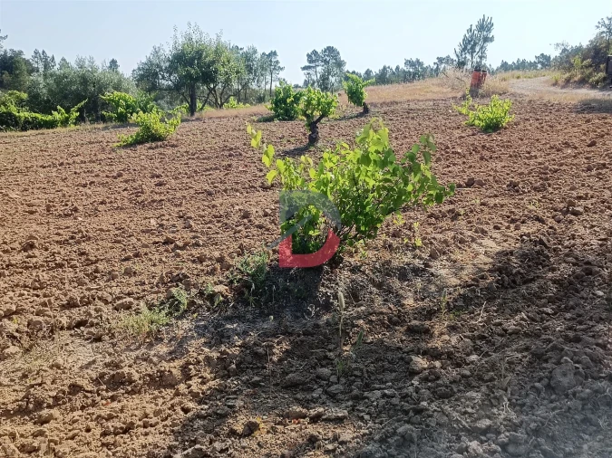 Terreno Agricola ou Rústico para Venda em Sarzedas Foto 3