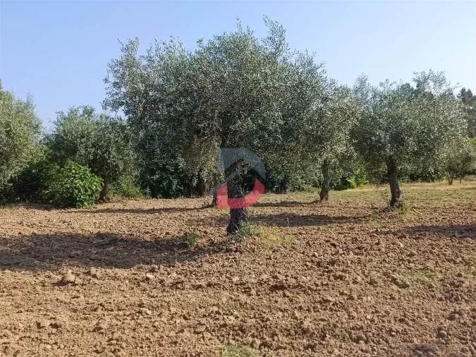 Terreno Agricola ou Rústico para Venda em Sarzedas Foto 5