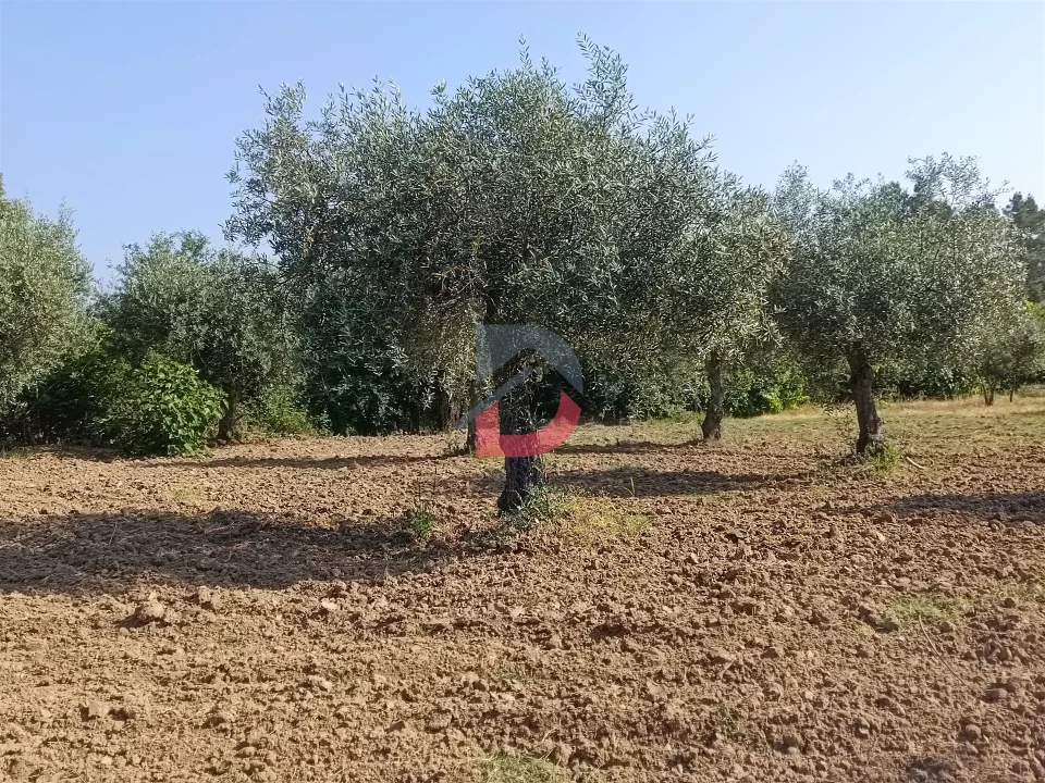 Terreno Agricola ou Rústico para Venda em Sarzedas Foto 5