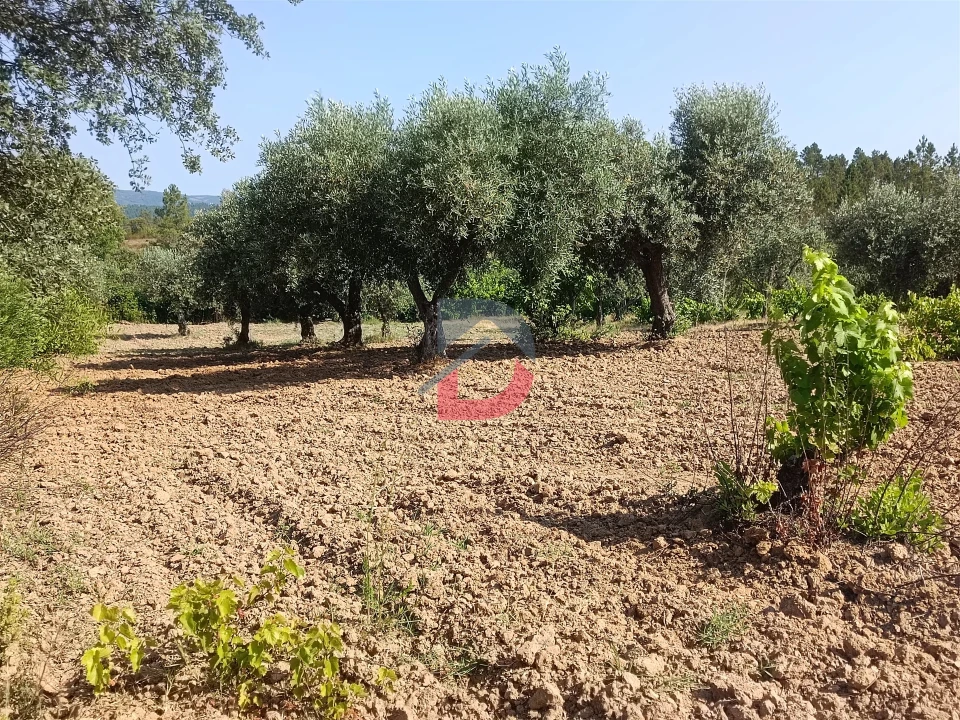 Terreno Agricola ou Rústico para Venda em Sarzedas Foto 2