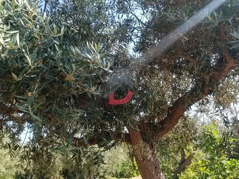 Terreno Agricola ou Rústico para Venda em Sarzedas Foto 4