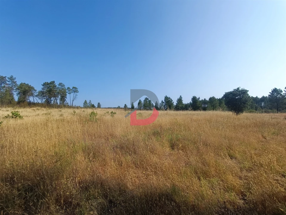 Terreno Agricola ou Rústico para Venda em Sarzedas Foto 7
