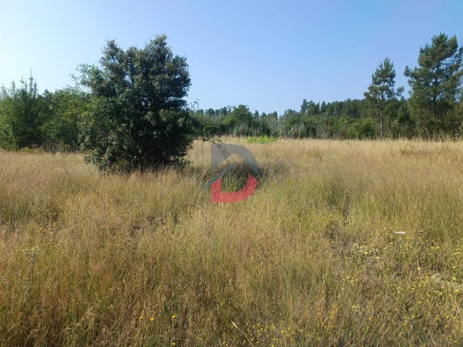 Terreno Agricola ou Rústico para Venda em Sarzedas Foto 9