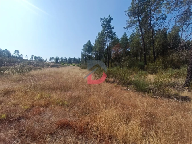 Terreno Agricola ou Rústico para Venda em Sarzedas Foto 3