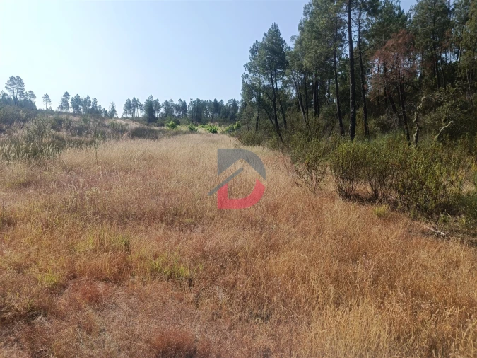 Terreno Agricola ou Rústico para Venda em Sarzedas Foto 2