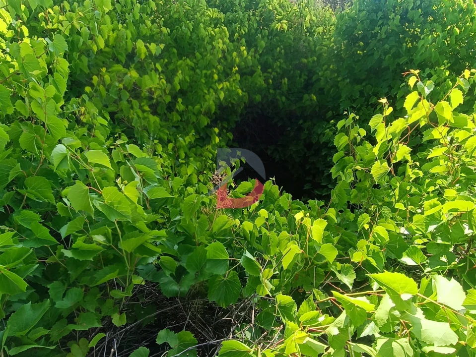 Terreno Agricola ou Rústico para Venda em Sarzedas Foto 13