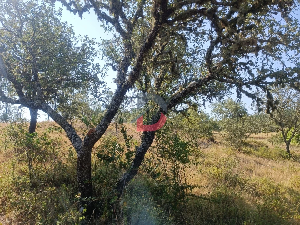 Terreno Agricola ou Rústico para Venda em Sarzedas Foto 3