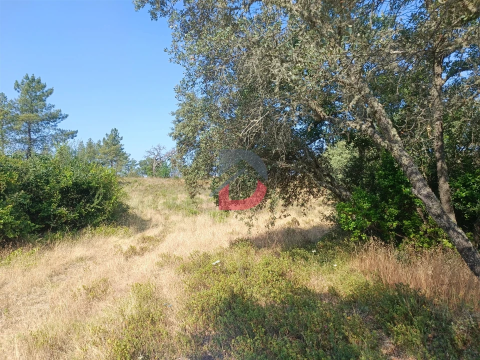 Terreno Agricola ou Rústico para Venda em Sarzedas Foto 11