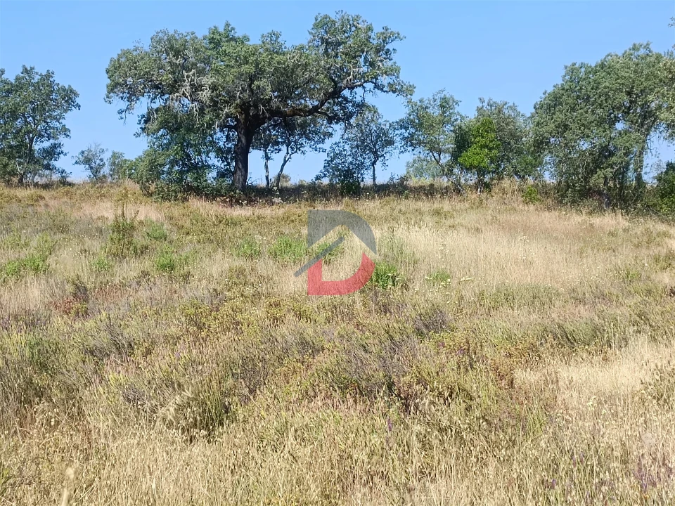 Terreno Agricola ou Rústico para Venda em Sarzedas Foto 1