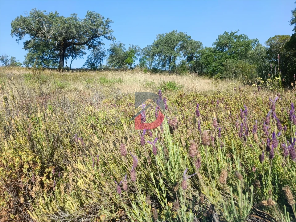 Terreno Agricola ou Rústico para Venda em Sarzedas Foto 5