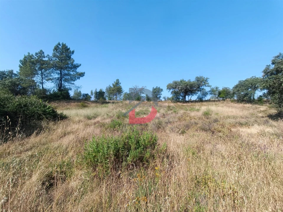 Terreno Agricola ou Rústico para Venda em Sarzedas Foto 2