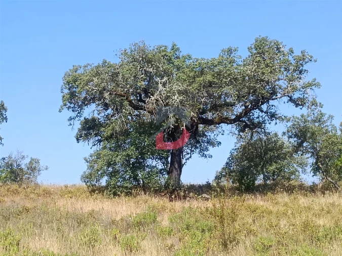 Terreno Agricola ou Rústico para Venda em Sarzedas Foto 7