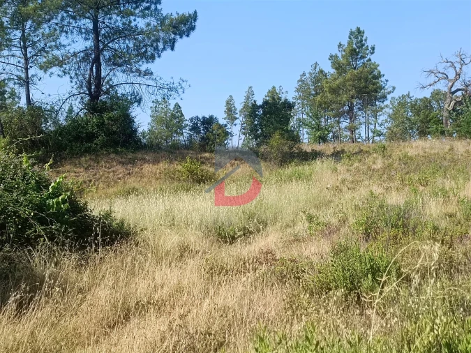 Terreno Agricola ou Rústico para Venda em Sarzedas Foto 4