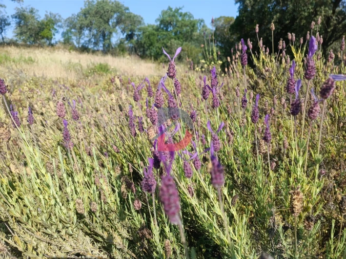 Terreno Agricola ou Rústico para Venda em Sarzedas Foto 6