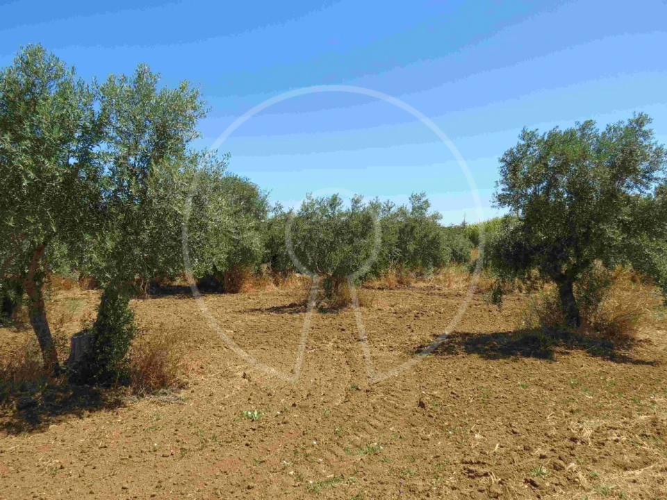 Terreno Agricola ou Rústico para Venda em Igrejinha Foto 8