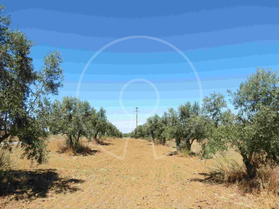 Terreno Agricola ou Rústico para Venda em Igrejinha Foto 14