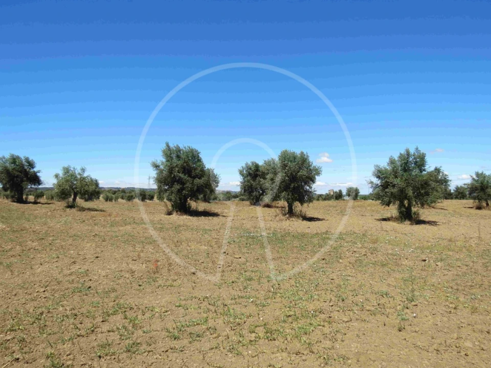 Terreno Agricola ou Rústico para Venda em Igrejinha Foto 21