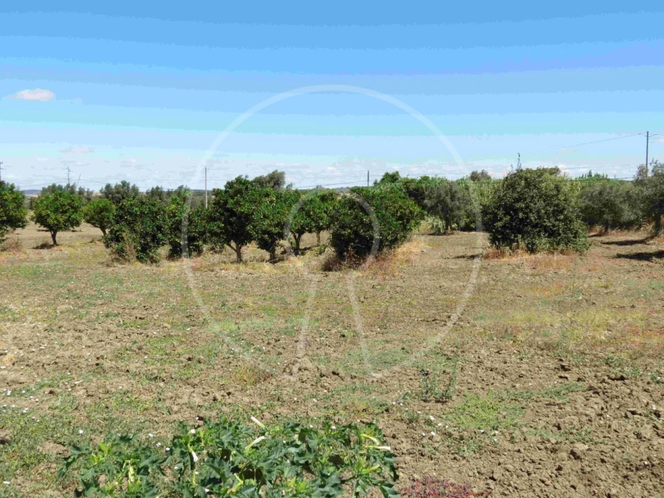 Terreno Agricola ou Rústico para Venda em Igrejinha Foto 22