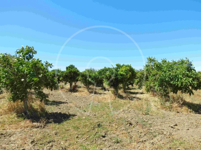 Terreno Agricola ou Rústico para Venda em Igrejinha Foto 4