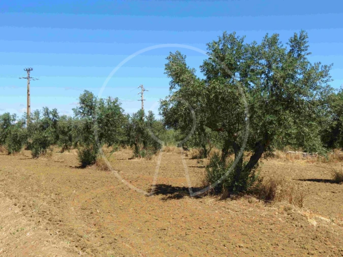 Terreno Agricola ou Rústico para Venda em Igrejinha Foto 5