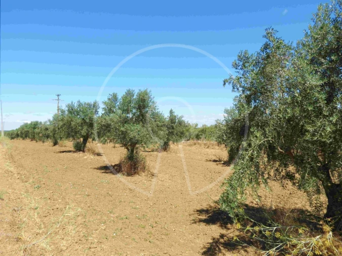 Terreno Agricola ou Rústico para Venda em Igrejinha Foto 9