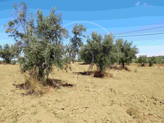 Terreno Agricola ou Rústico para Venda em Igrejinha Foto 10