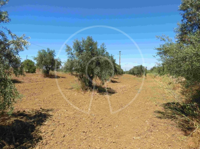 Terreno Agricola ou Rústico para Venda em Igrejinha Foto 15