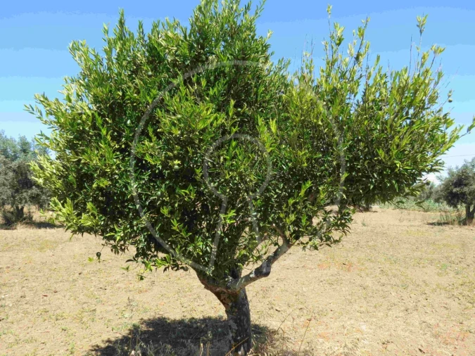 Terreno Agricola ou Rústico para Venda em Igrejinha Foto 16