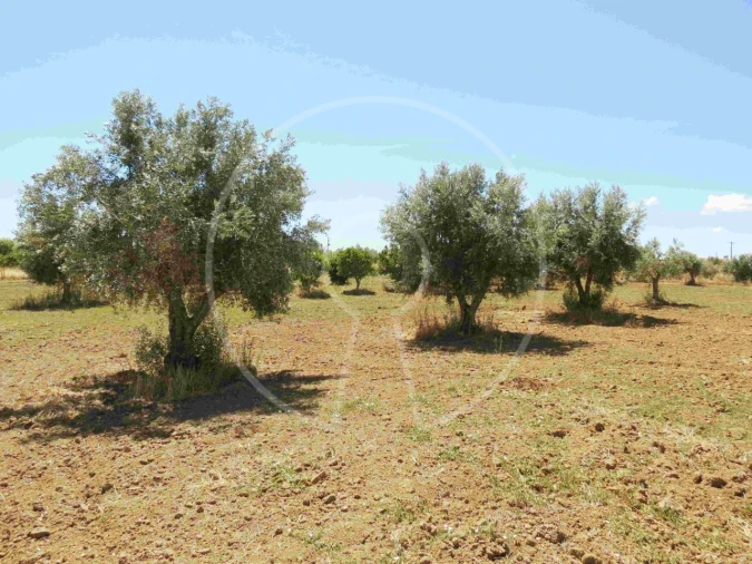 Terreno Agricola ou Rústico para Venda em Igrejinha Foto 17