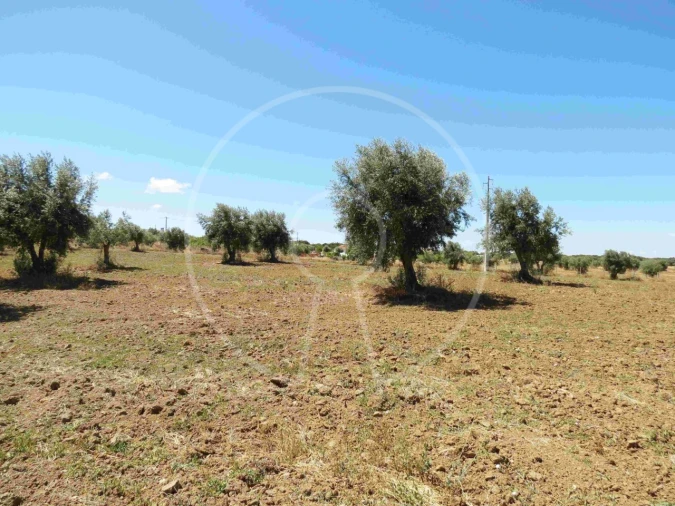 Terreno Agricola ou Rústico para Venda em Igrejinha Foto 18