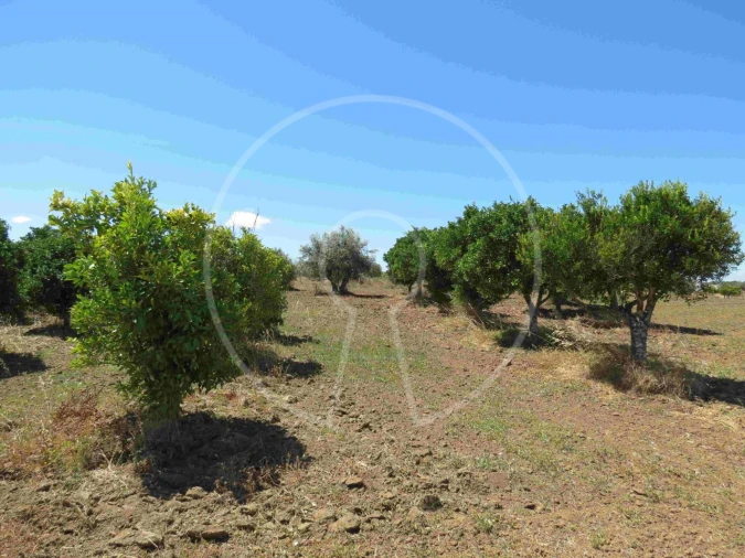 Terreno Agricola ou Rústico para Venda em Igrejinha Foto 19