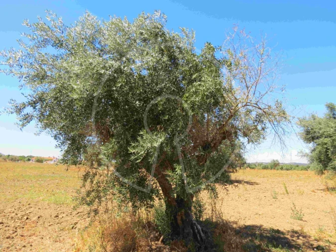 Terreno Agricola ou Rústico para Venda em Igrejinha Foto 20
