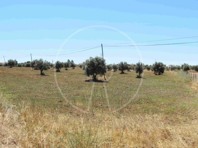 Terreno Agricola ou Rústico para Venda em Igrejinha Foto 23