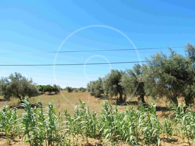 Terreno Agricola ou Rústico para Venda em Igrejinha Foto 25